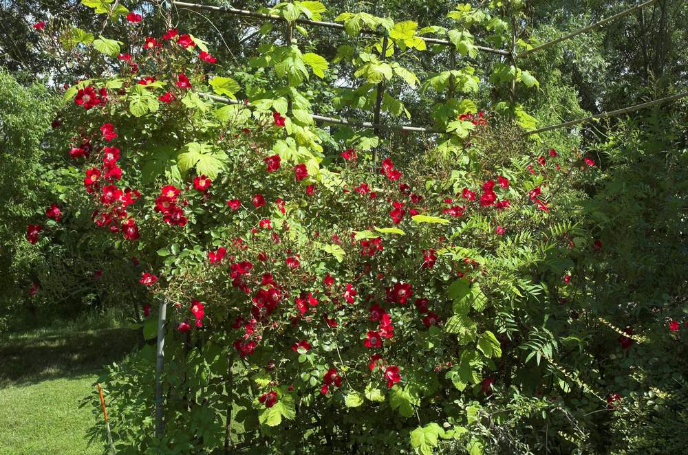 Les grands buissons, ou alors les petits grimpants. Description d'un jardin près de Toulouse